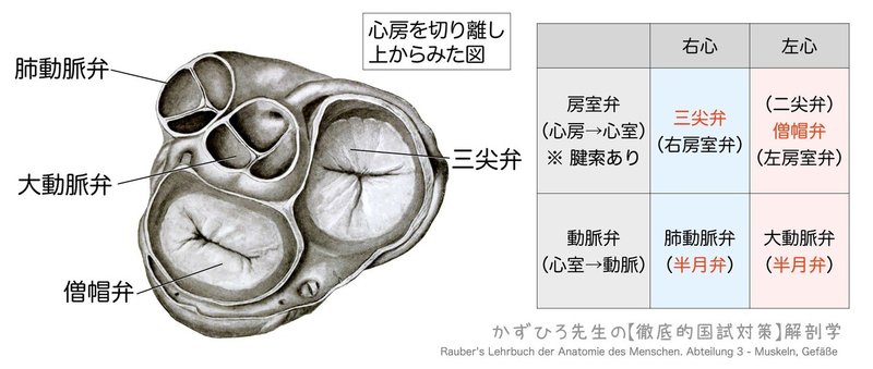 循環器系-222-18-心臓の弁膜-図