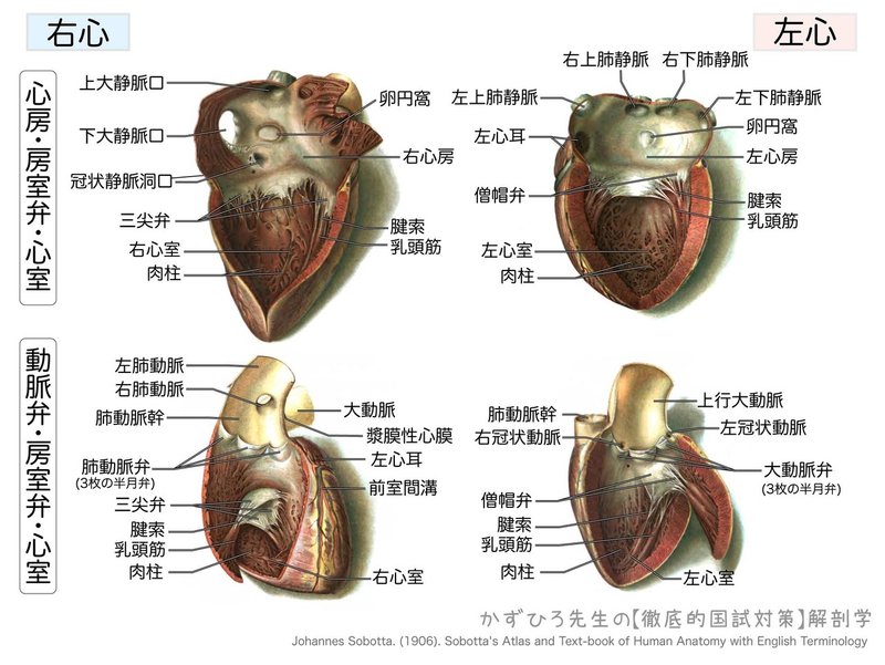 心臓の弁膜-横長-図2
