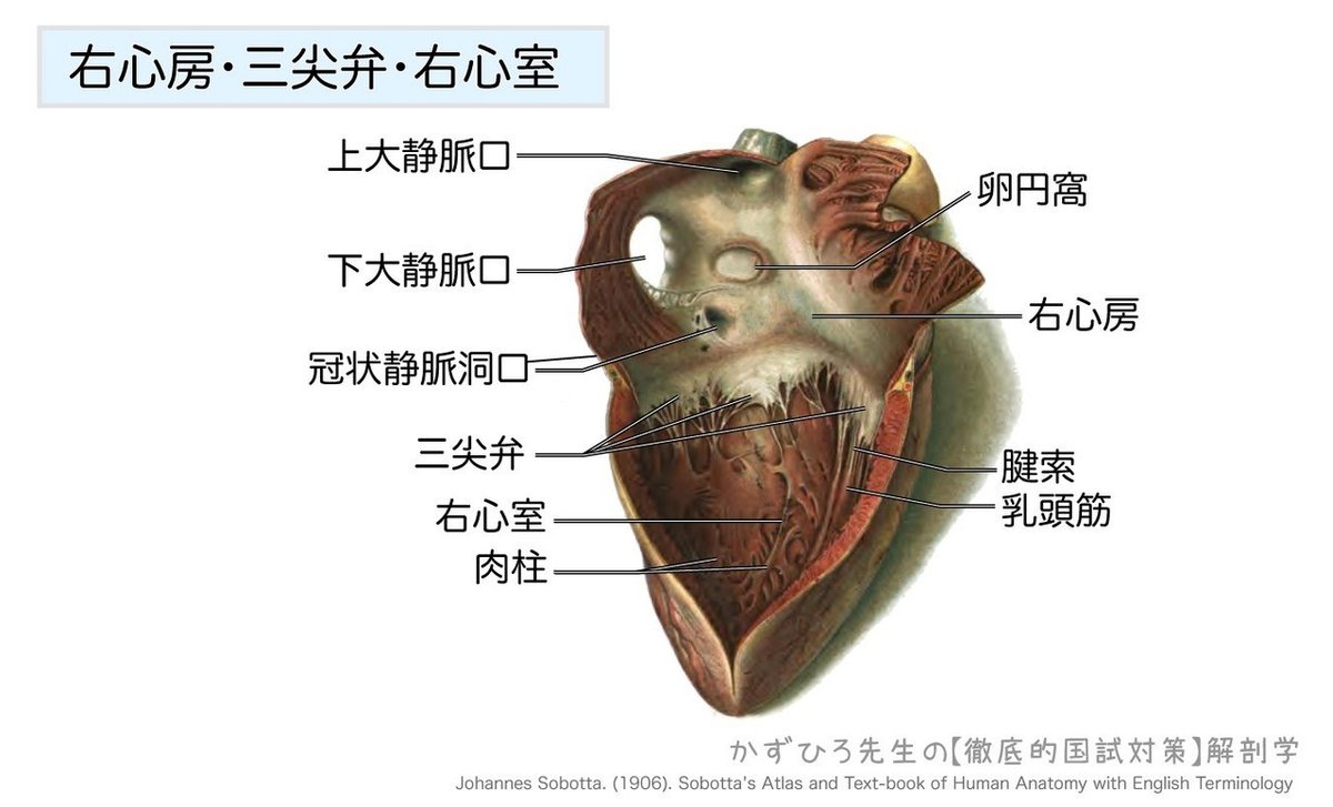 心臓の弁膜-右心房・三尖弁・右心室-図
