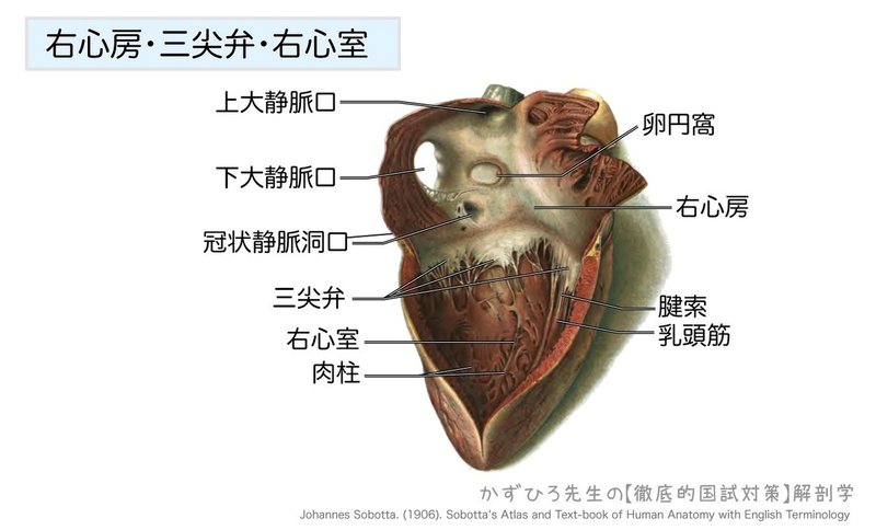 心臓の弁膜-右心房・三尖弁・右心室-図