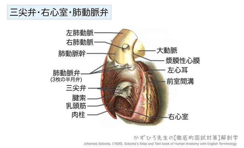 心臓の弁膜-三尖弁・右心室・肺動脈弁-図