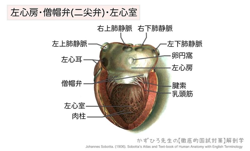 心臓の弁膜-左心房・僧帽弁(二尖弁)・左心室-図
