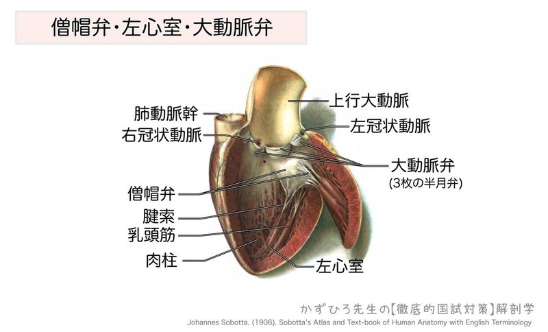 心臓の弁膜-僧帽弁・左心室・大動脈弁-図