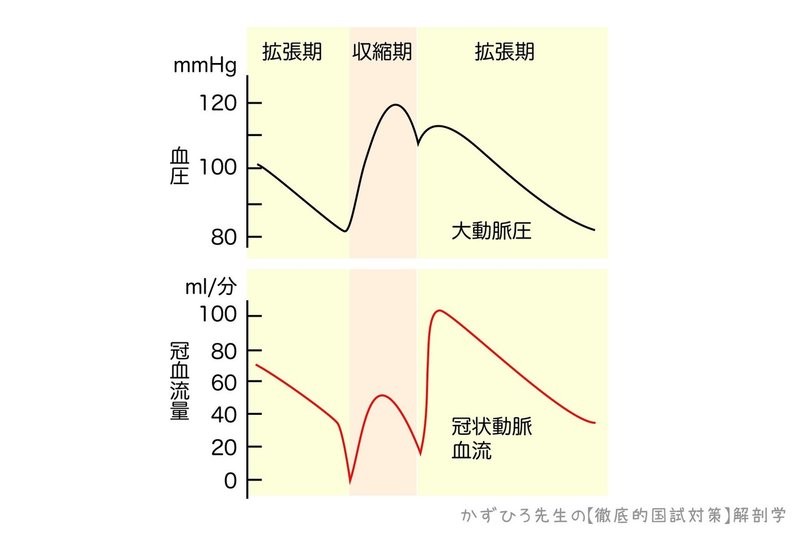 循環器系-222-冠状動脈の血流-図