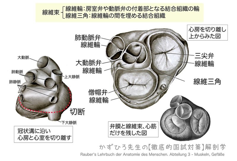 循環器系-222-18-線維輪-図2