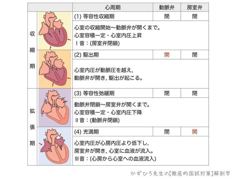 循環器系-222-心周期-図2