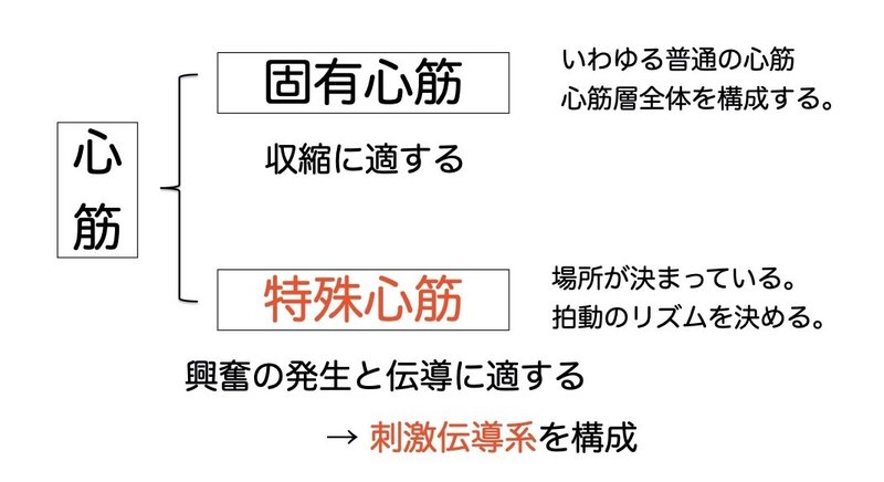 【徹底的国試対策】2-2 循環器系 - 心臓.043