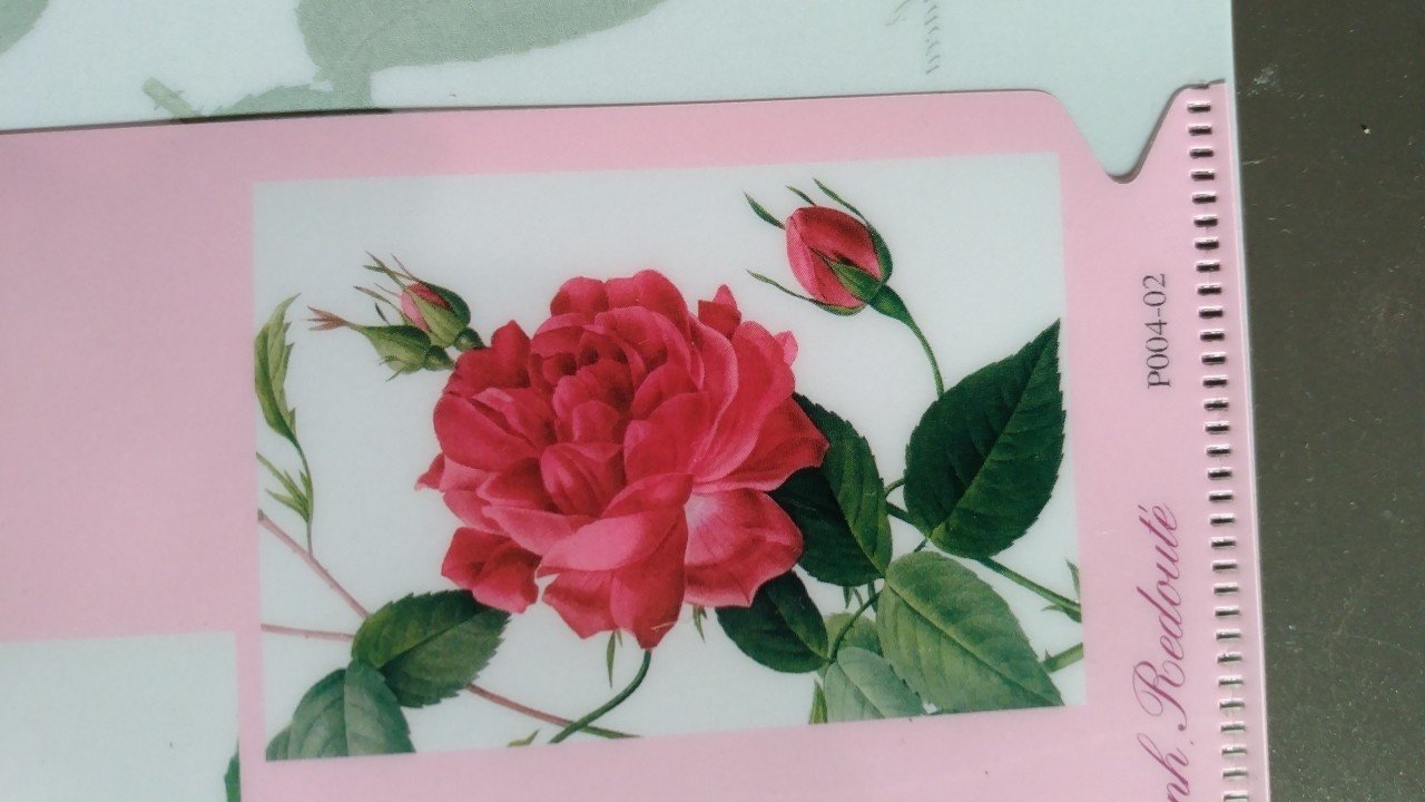 バラの歴史とマリア様がみてる「貴族の赤いバラ」｜はねおか