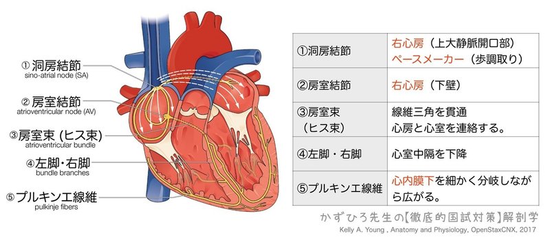 循環器系-223-03-刺激伝導系-図2