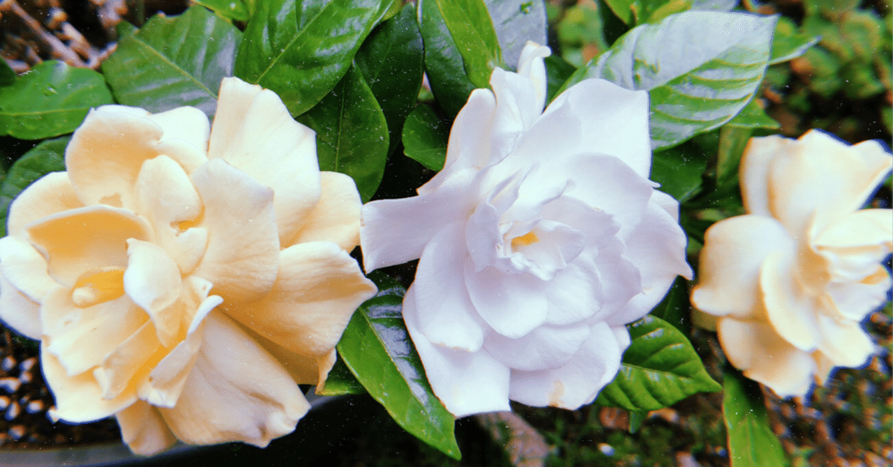 死人にクチナシ にゅーとらる Note 死人にクチナシ にゅーとらる Note