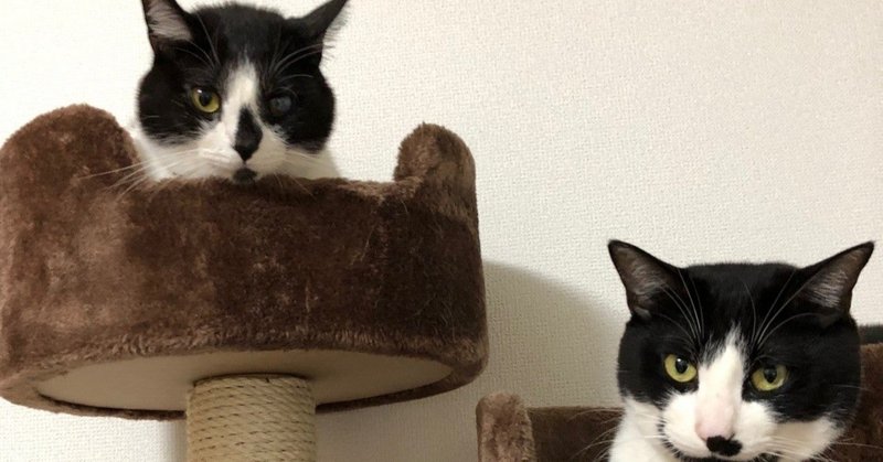 キャットタワーに関するお悩みあるあるを英文で読んでみよう 英語 会計を同時に By Uscpa スグリンガル学校 Note