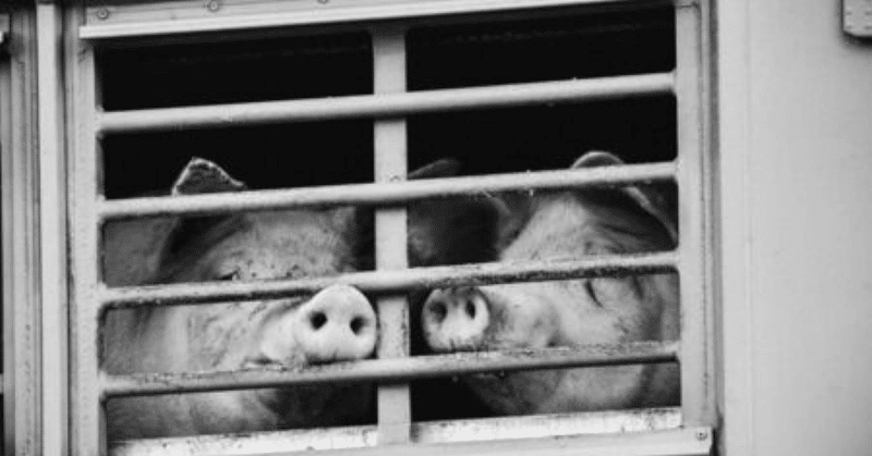 これが人間か これがドイツ人か 香港の自由にはそれなりの犠牲が伴う 良い肉と同じで ドイツでは 安い肉を手に入れるためなら 動物や人間 が苦しむことさえ看過する 香港のために自らの豊かさを制限するなど 長谷川七重 宇宙人思考から世界を観察してみます Note