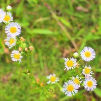 ピンポンマムの花言葉 Lily Taki トラベルライター Note