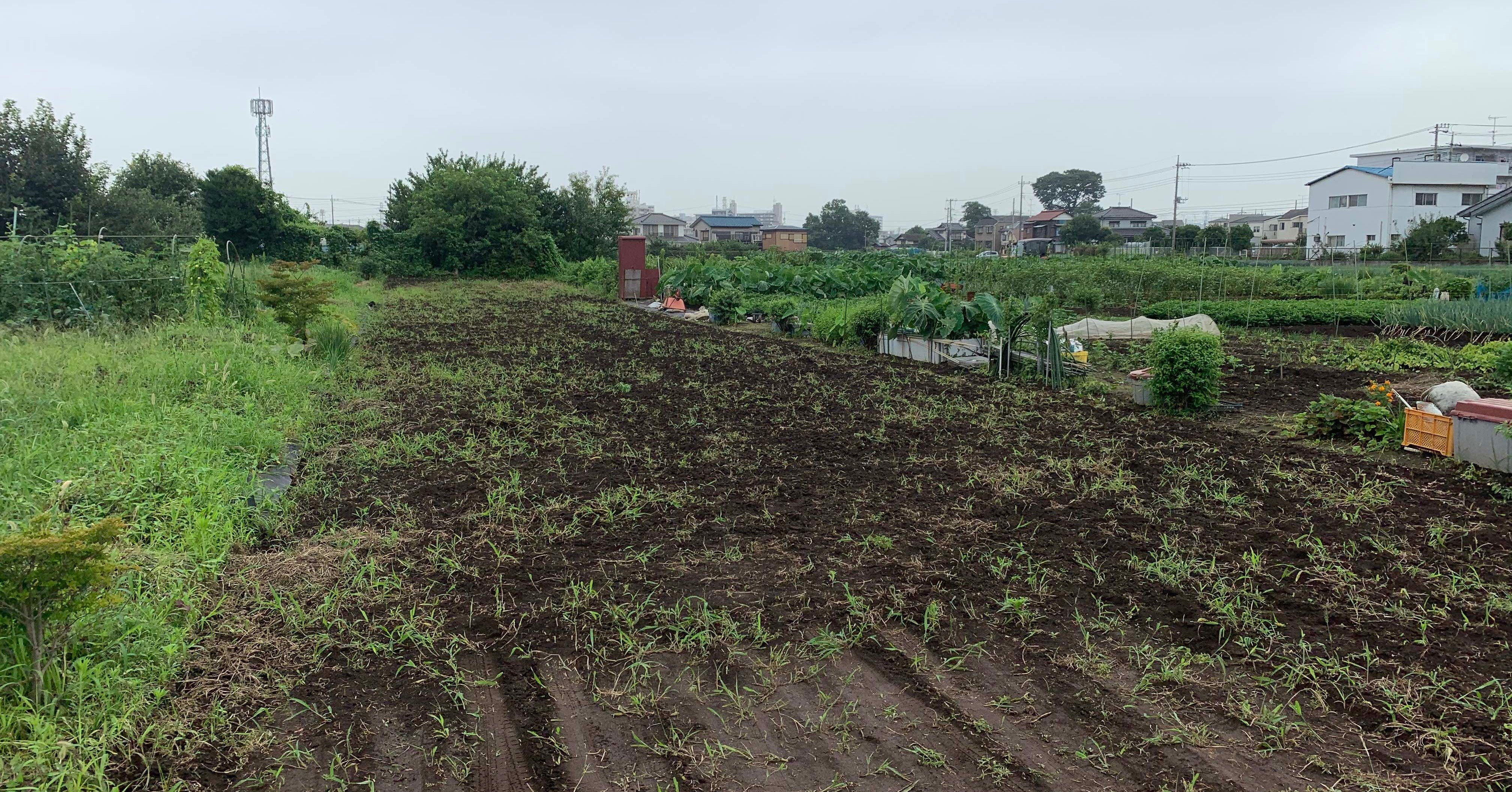 畑貸します。家庭菜園に 約100坪