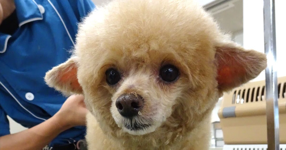 モデル犬 トリミング実習｜中央動物総合専門学校 校長 小野 聡