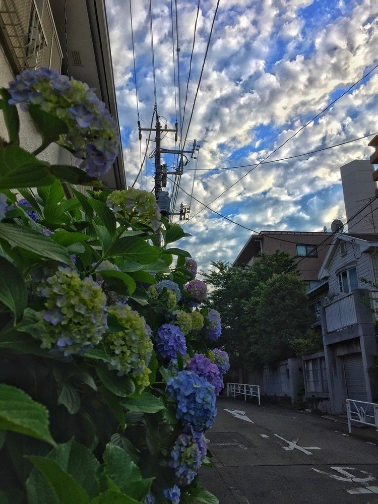 紫陽花と青空と雲がキレイ♪
#Hydrangea macrophylla #flowers #nature #Shoto #Tokyo #Japan
