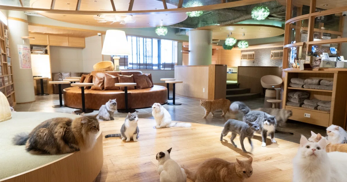 店舗紹介】日本最大級の広さ！猫カフェ モカラウンジ 新宿店の魅力を