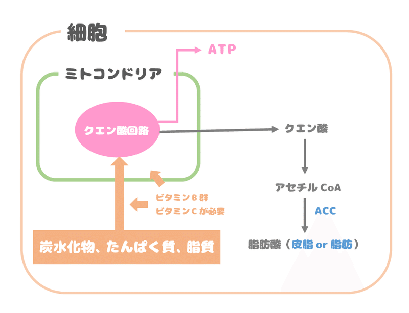 こんな汚い毛穴はもう嫌だ 毛穴レスビタミンメソッド 案 めが Note