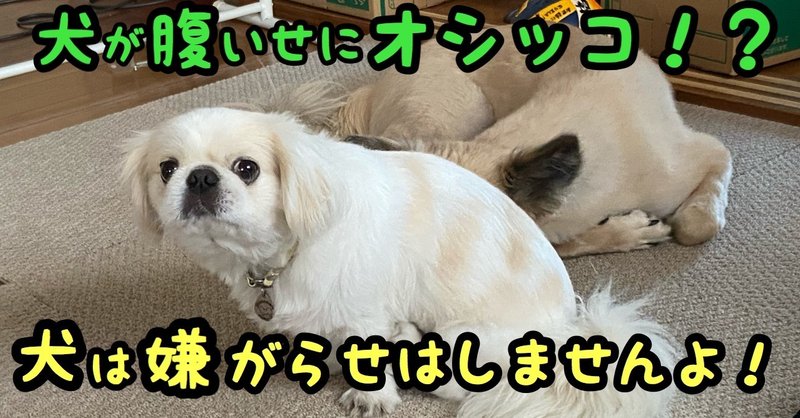 怒った腹いせに変なところでオシッコした いやいや 犬は嫌がらせをしませんよ ドッグライフサポーター 獅子パパ Note