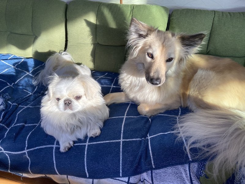 怒った腹いせに変なところでオシッコした いやいや 犬は嫌がらせをしませんよ ドッグライフサポーター 獅子パパ Note 怒った腹いせに変なところでオシッコした いやいや 犬は嫌がらせをしませんよ ドッグライフサポーター 獅子パパ Note