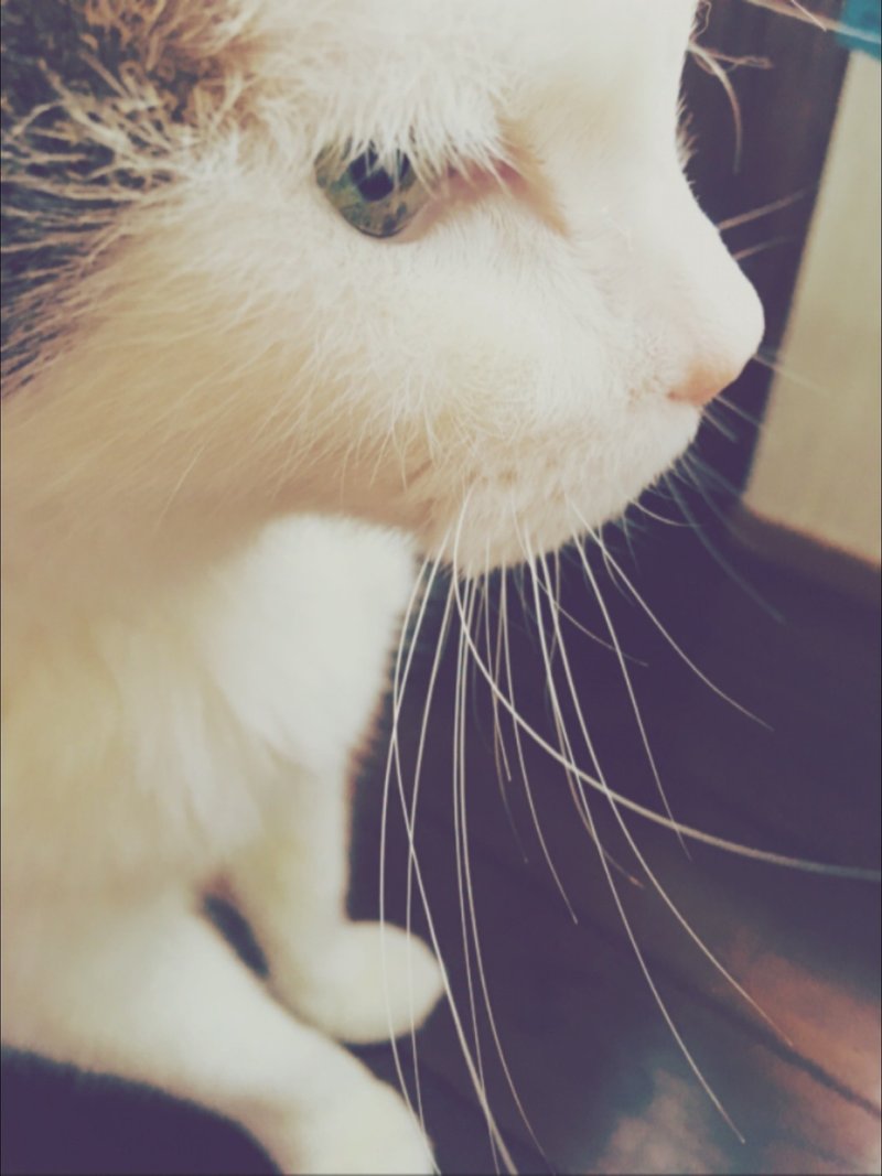 ツンデレ猫の愛情表現 まいなすいおん Note