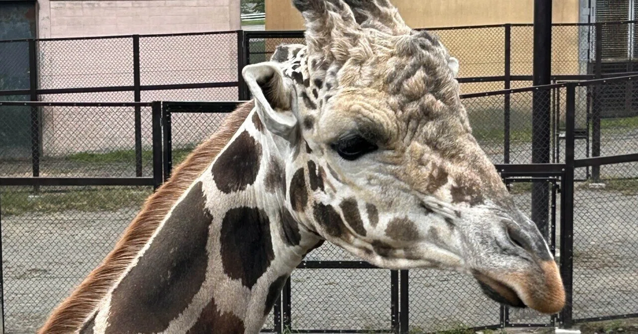 シニアの夏旅北海道 day5 おびひろ動物園とばんえい競馬