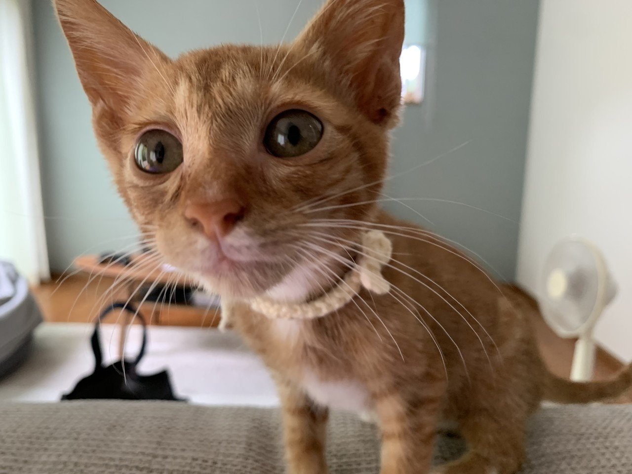 隣接 大洪水 不快 猫 首輪 毛糸 Cesbenin Org