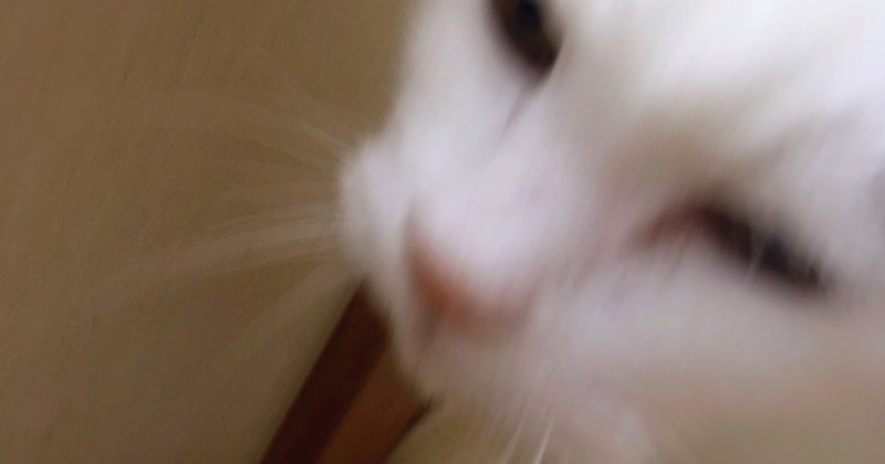 ツンデレ猫の愛情表現 まいなすいおん Note