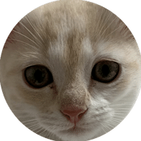 ねこもかタイムズというyoutubeチャンネルをやっています ねこもかタイムズ 立ち耳スコティッシュフォールドの子猫 Note