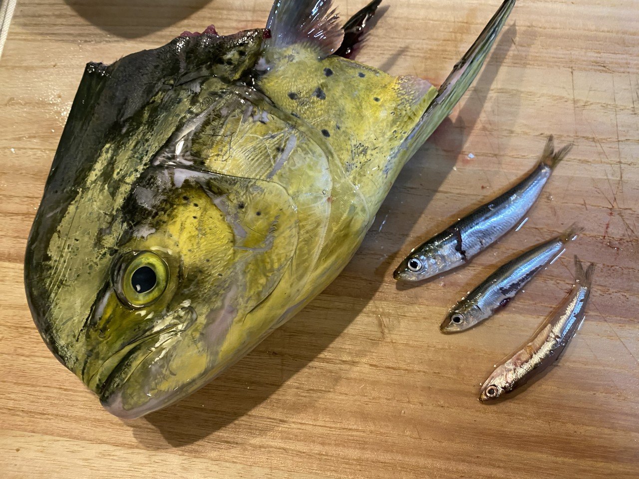 南国の雰囲気が漂う シイラを豪快に捌く Noriaki Kawanishi 田舎暮らしデザイナー Note 南国の雰囲気が漂う シイラを豪快に捌く Noriaki Kawanishi 田舎暮らしデザイナー Note