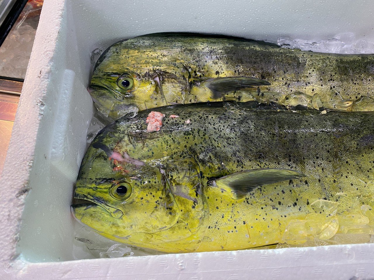 南国の雰囲気が漂う シイラを豪快に捌く Noriaki Kawanishi 田舎暮らしデザイナー Note 南国の雰囲気が漂う シイラを豪快に捌く Noriaki Kawanishi 田舎暮らしデザイナー Note