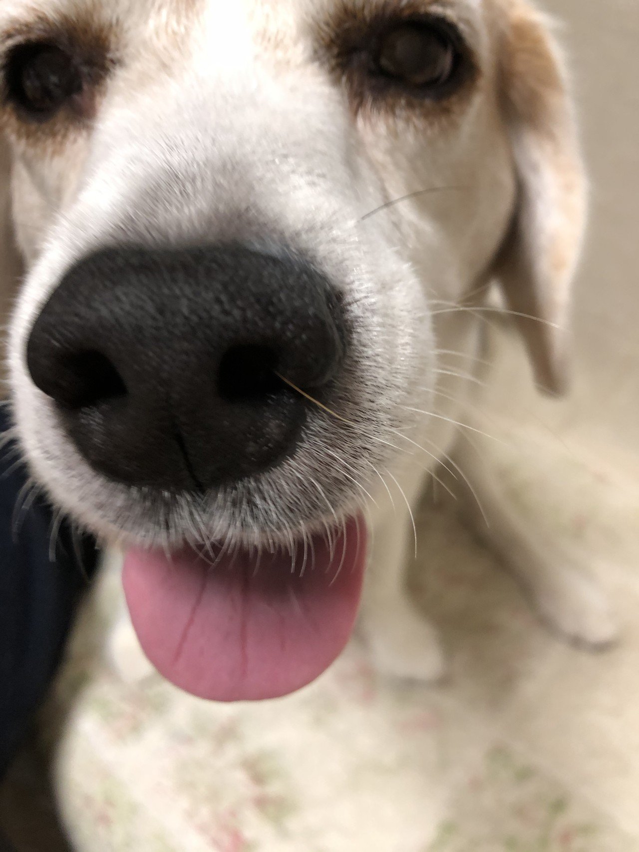 久しぶりに実家に帰りました 写真は3代目ビーグル 我が家はビーグルを代々飼っております です すごく構ってちゃんでイタズラばかりですが愛嬌たっぷりで癒されました 実は 甘え方は犬に学んだと言っても 原吉明 潜在能力開花トレーナー Note 久しぶりに実家に帰りました 写真は3代目ビーグル 我が家はビーグルを代々飼っております です すごく構ってちゃんでイタズラばかりですが愛嬌たっぷりで癒されました 実は 甘え方は犬に学んだと言っても 原吉明 潜在能力開花トレーナー Note