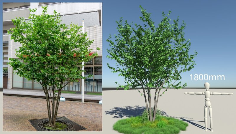 実践編 Forester For Cinema 4d で 株立 を作る 花も Yasuyuki Hsb Note 実践編 Forester For Cinema 4d で 株立 を作る 花も Yasuyuki Hsb Note