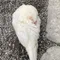 るう