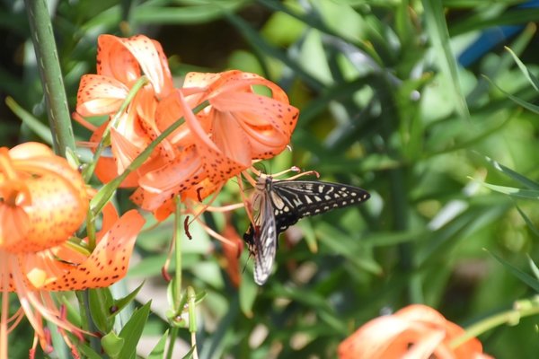 オーニソガラムサンデルシー の新着タグ記事一覧 Note つくる つながる とどける オーニソガラムサンデルシー の新着タグ記事一覧 Note つくる つながる とどける