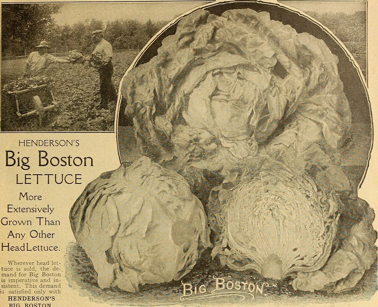 大きなレタスの球と、収穫に従事する労働者の写真が描かれた1919年発行の種カタログの挿絵。レタスと農業労働の結びつきの歴史を伝え、現代の植物工場での栽培管理へと話をつなぐ。