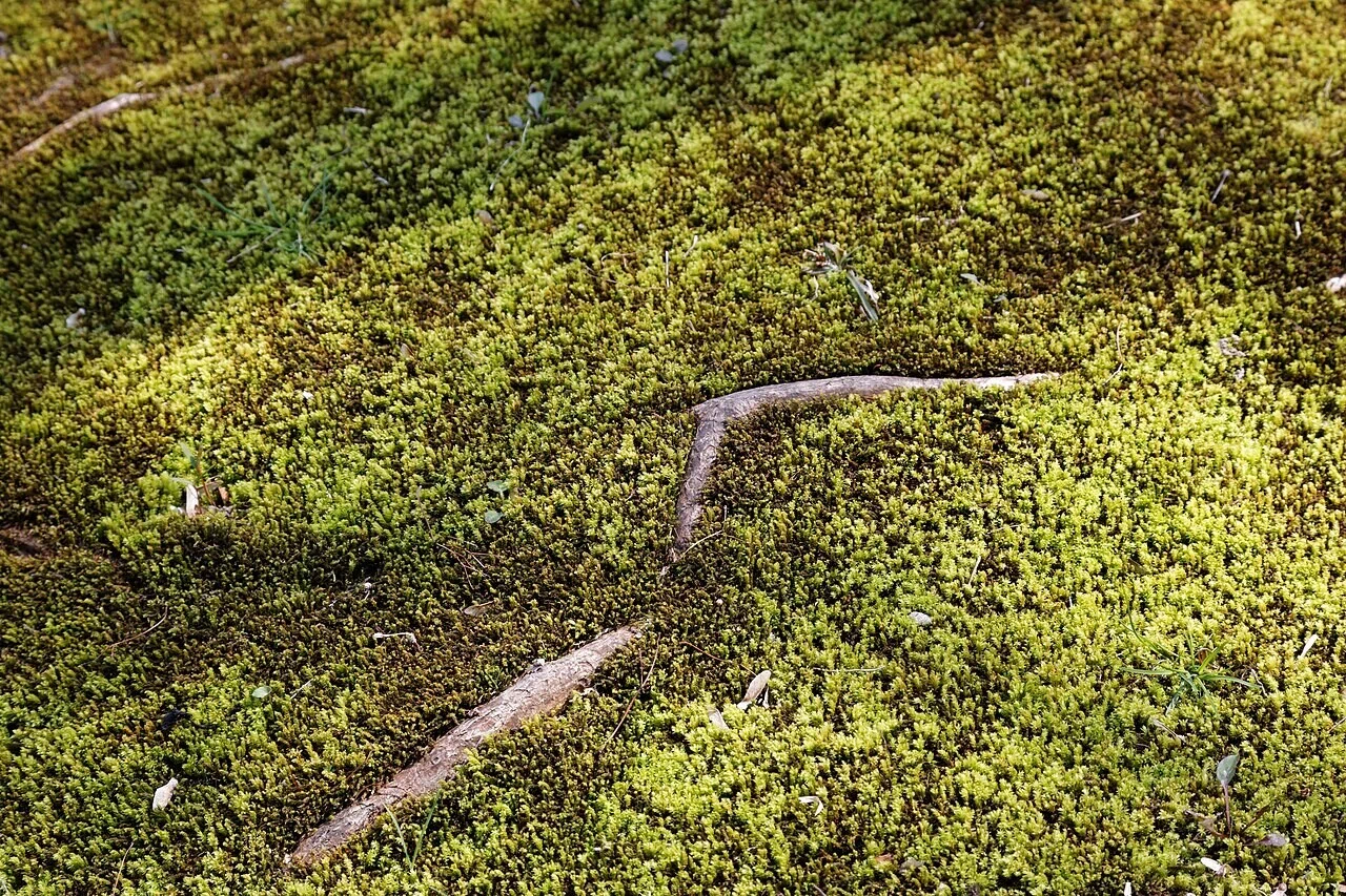 地面を厚く覆う青々とした苔と、あらわになった樹根。湿度の高い盆地的な気候を感じさせる緑の質感です。