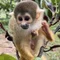 動物系学生のF
