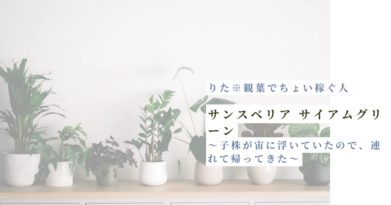 サンスベリア サイアムグリーン｜子株が宙に浮いていたので、連れ ...