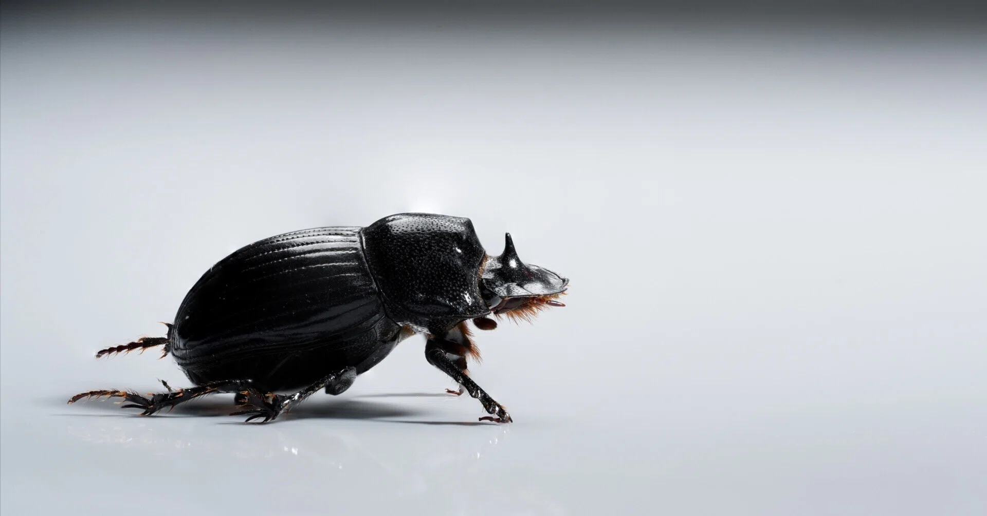 特大　ダイコクコガネ　♂　標本 ゴホンダイコクコガネの標本写真｜ちいさな島