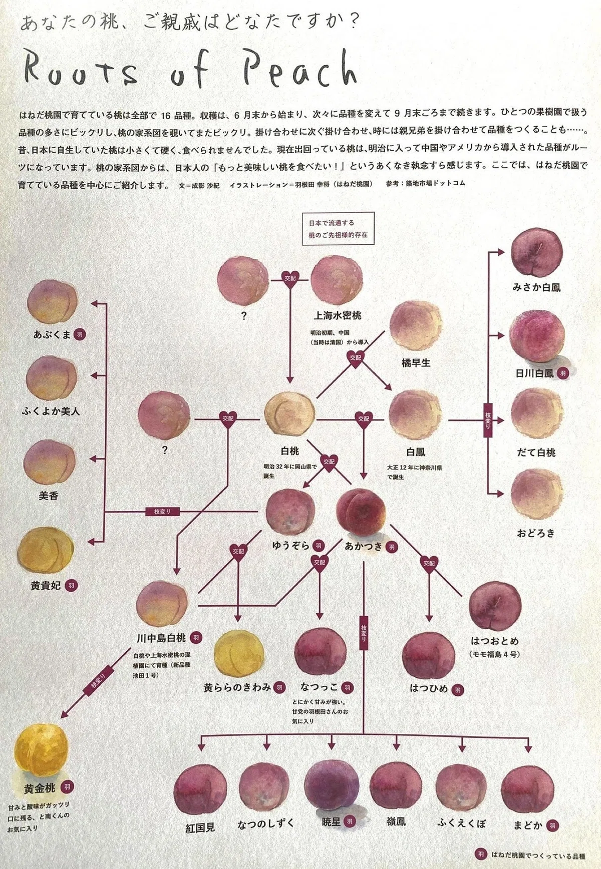 “See, Hear, and Taste” Seasonal Peaches! 7/24 “Uchitabi Cooking” Event ...