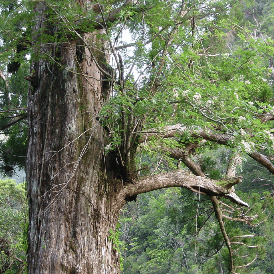 屋久島の杉はなぜデカイのか｜ウィンウィン＠医学生
