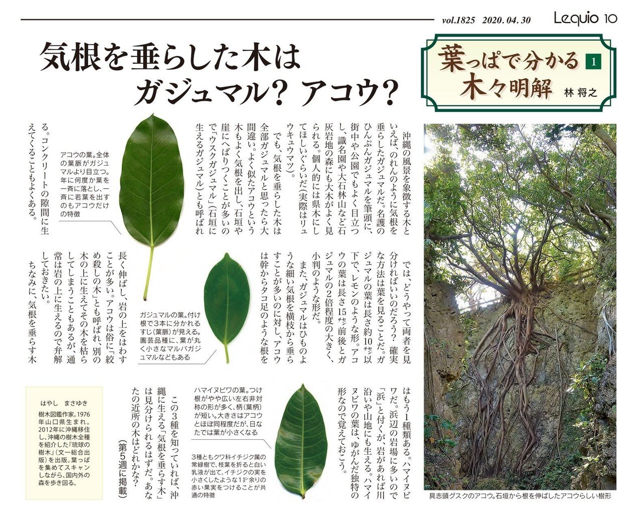 気根を垂らした木はガジュマル アコウ 林 将之 Masayuki Hayashi Note 気根を垂らした木はガジュマル アコウ 林 将之 Masayuki Hayashi Note