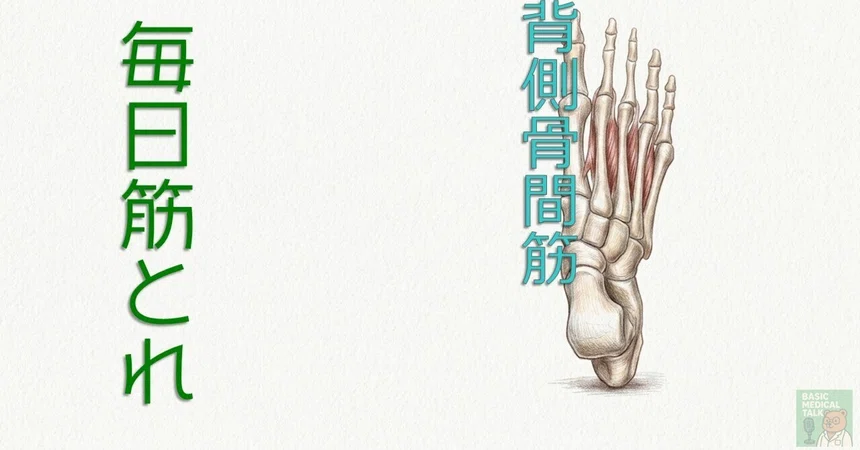[Daily Muscle Training] 92 | Dorsal Interossei｜Basic Medical Talk ｜身体の ...