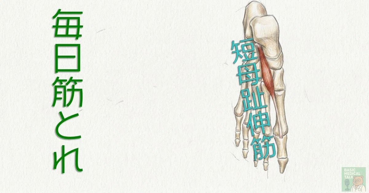 [Daily Muscle Training] 93 | Extensor Hallucis Brevis｜Basic Medical ...