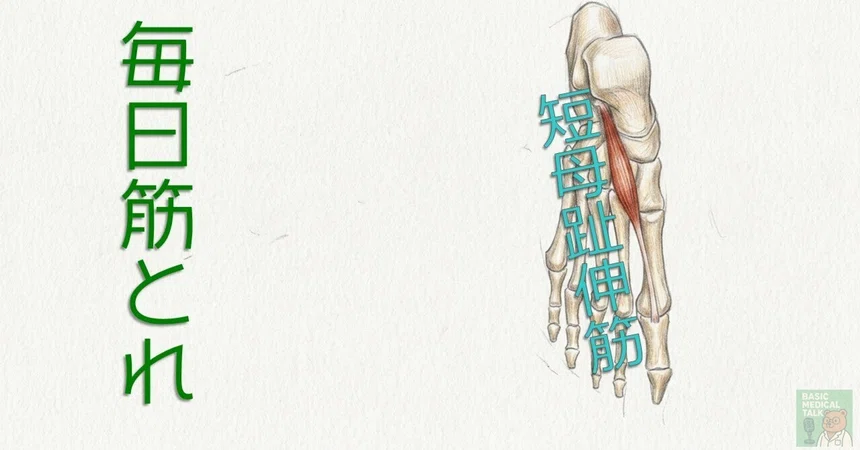 [Daily Muscle Training] 93 | Extensor Hallucis Brevis｜Basic Medical ...