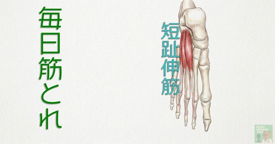 [Daily Muscle Training] 94 | Extensor Digitorum Brevis｜Basic Medical ...
