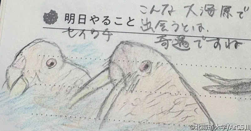 北極海からのメッセージ㉝：観測がなくなった日に出会えたもの
