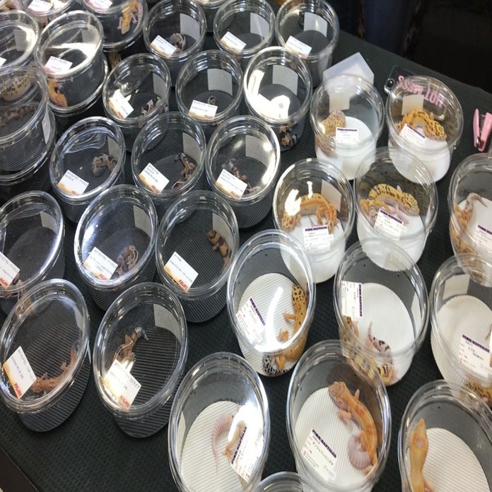 ヒョウモントカゲモドキ レオパードゲッコー の飼育方法 亀山さん Note