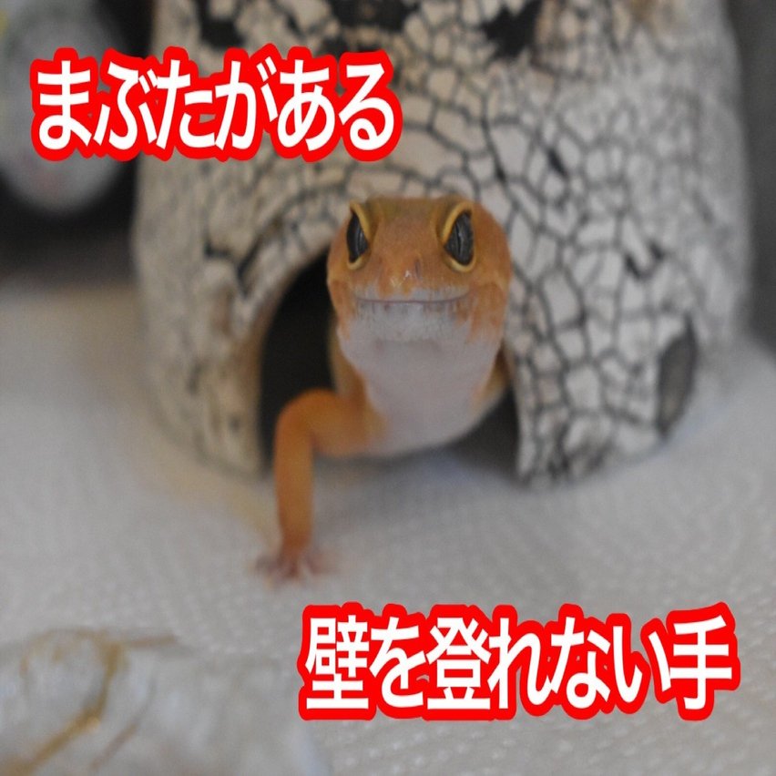 ヒョウモントカゲモドキ レオパードゲッコー の飼育方法 亀山さん Note